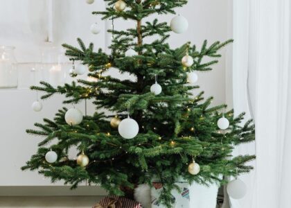 Noble Fir Christmas Wreaths: A Year-Round Connection